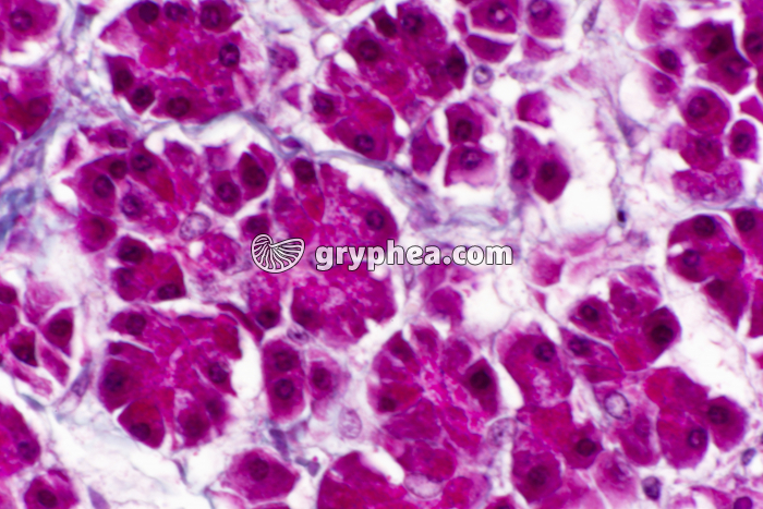 Pancréas acini glandulaires x200 - gryphea.org